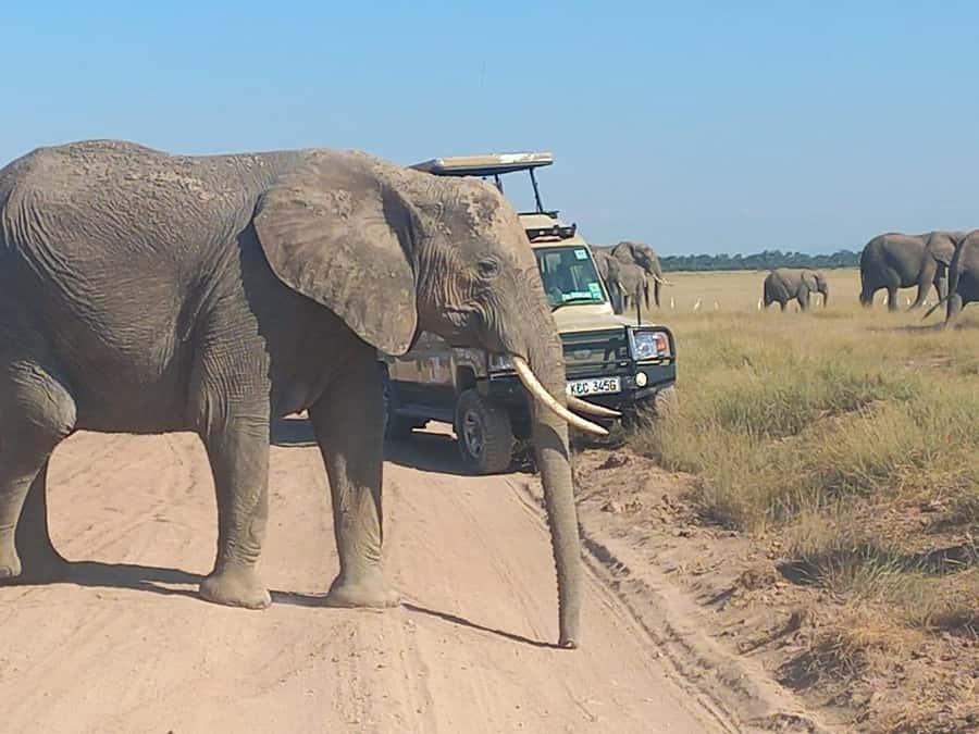 DAY TRIP AMBOSELI PARK FROM NAIROBI AND MASAI VILLAGE. - The Four-Hour Drive From Nairobi