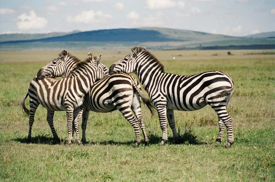 Day Trip: Hell's Gate Bike Ride & Lake Naivasha Boat Ride - From Nairobi to the Great Rift Valley viewpoint