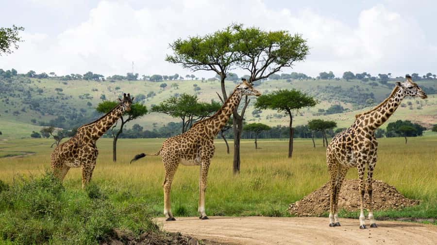Day Trip: Hell's Gate Bike Ride & Lake Naivasha Boat Ride - Should you book the Hell’s Gate and Naivasha day trip?
