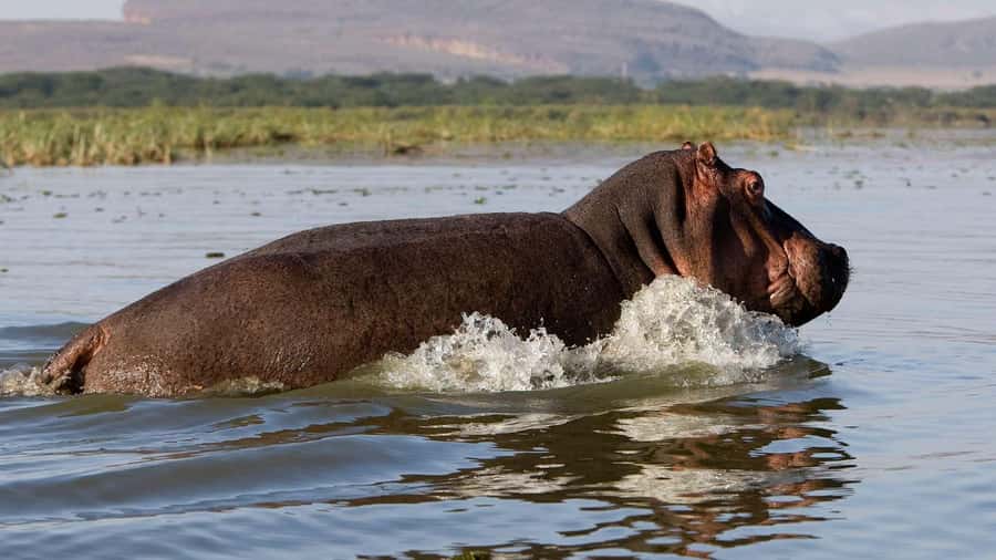 Day Trip: Hell's Gate Bike Ride & Lake Naivasha Boat Ride - Lake Naivasha by boat: hippos, eagles, and open water