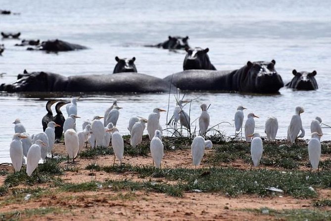 Day Trip - Lake Naivasha & Hell's Gate National Park From Nairobi - Lake Naivasha adds water, views, and an optional boat ride