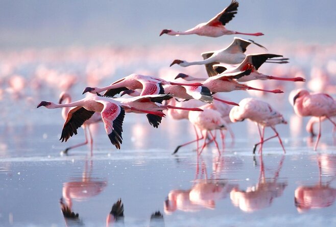 Day trip - Lake Nakuru National Park Tour From Nairobi - Key points to know before booking