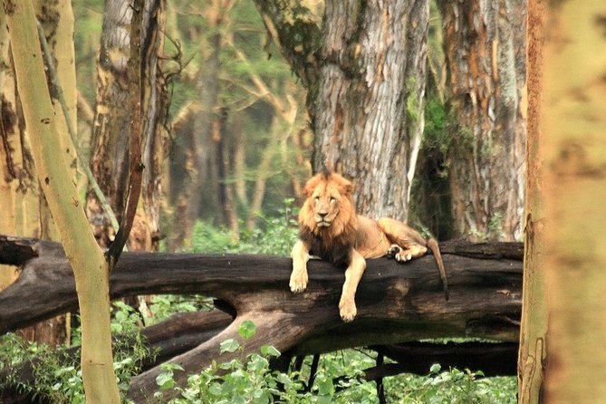Day trip - Lake Nakuru National Park Tour From Nairobi - Why Lake Nakuru makes sense for a Nairobi day trip