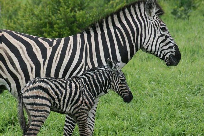Day trip - Lake Nakuru National Park Tour From Nairobi - Rhino country beside the lake