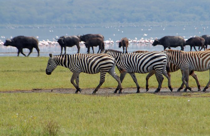 Day trip - Lake Nakuru National Park Tour From Nairobi - Lions, leopards, giraffes, and the wider park