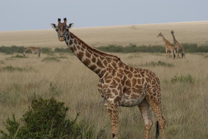 Day trip - Lake Nakuru National Park Tour From Nairobi - What the $130 price really covers