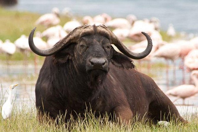 Day trip - Lake Nakuru National Park Tour From Nairobi - Lunch, clothing, and what to bring