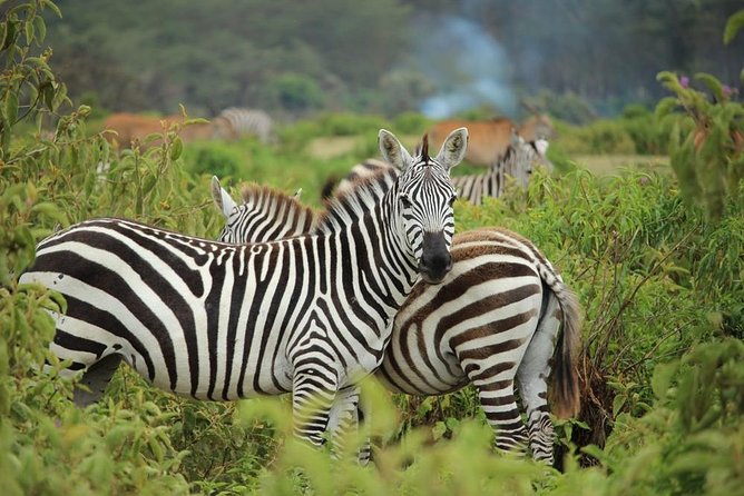 Day trip - Lake Nakuru National Park Tour From Nairobi - The Nairobi pickup and minivan ride