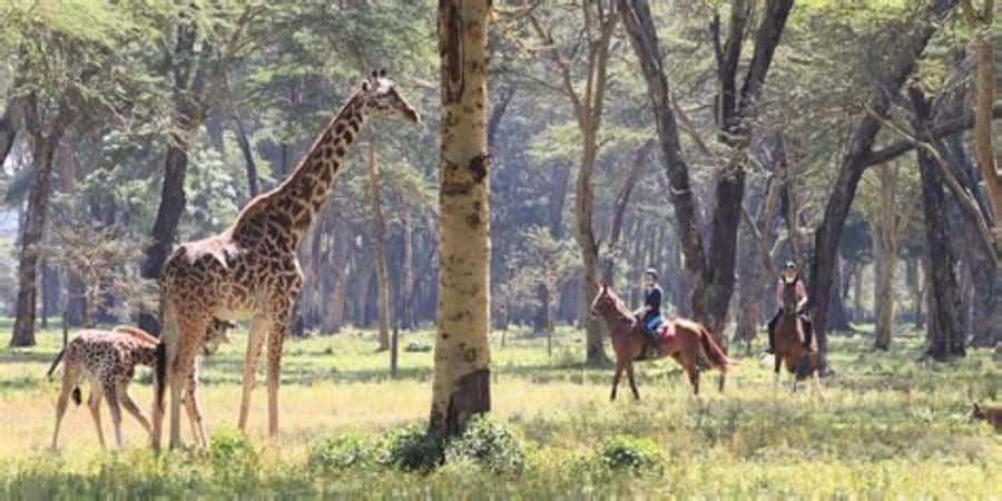 Day Trip Naivasha Hell's Gate Park, Horse Riding Sanctuary - Who will enjoy this day most