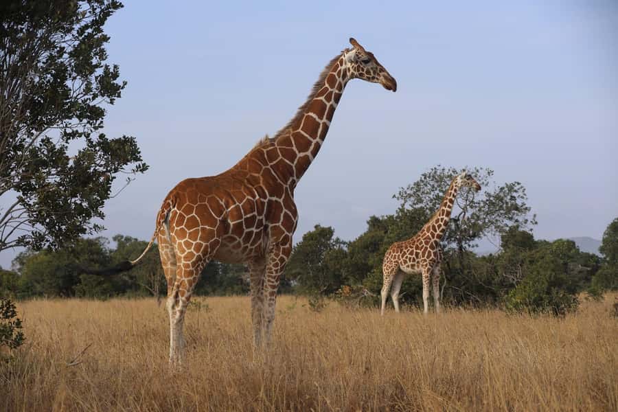 Day Trip to Amboseli National Park from Nairobi - The afternoon drive through Amboseli