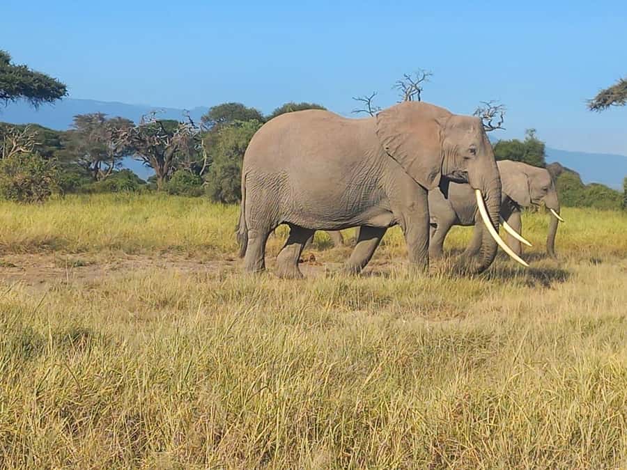 Day trip to Amboseli National park from Nairobi - What the $94 price really buys