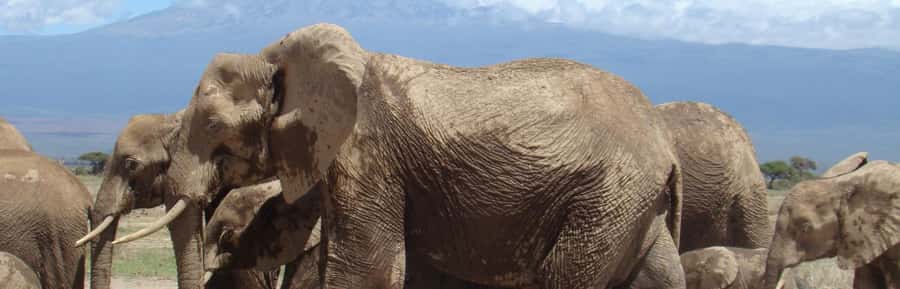 Day trip to Amboseli National park from Nairobi - The guide can shape the whole day