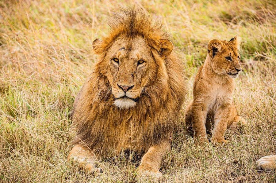 Day Trip to Amboseli National Park from Nairobi. - Entering Amboseli’s Open Grassland