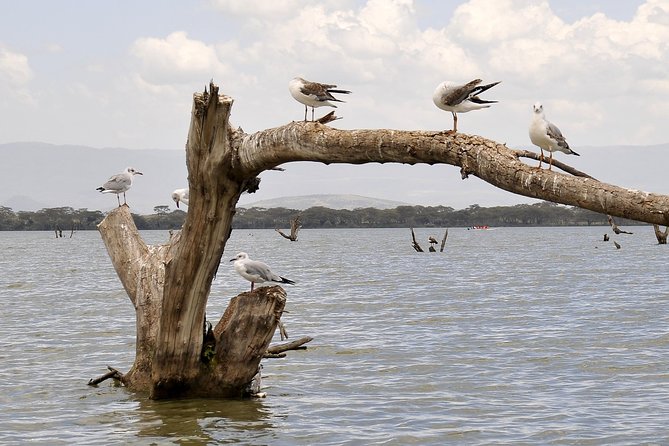 Day Trip To Crescent Island And Hells Gate National Park - The 6:00 a.m. departure from Nairobi