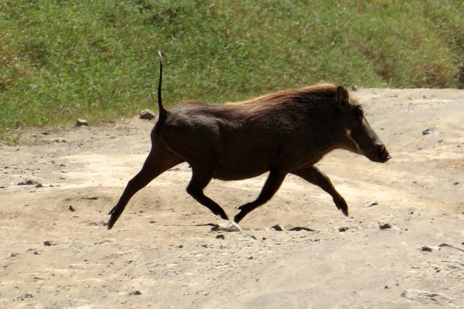 Day Trip To Crescent Island And Hells Gate National Park - Crescent Island and the pleasure of walking near wildlife