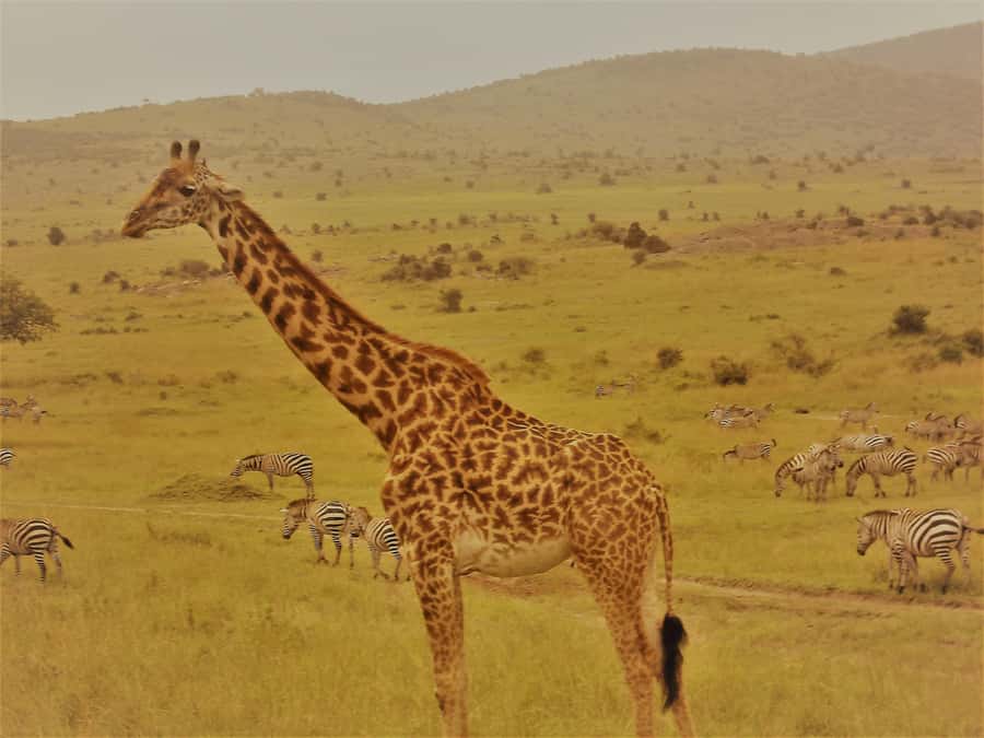 Day trip to Hells gate and Lake Naivasha - Why Hell’s Gate makes a good day trip from Nairobi