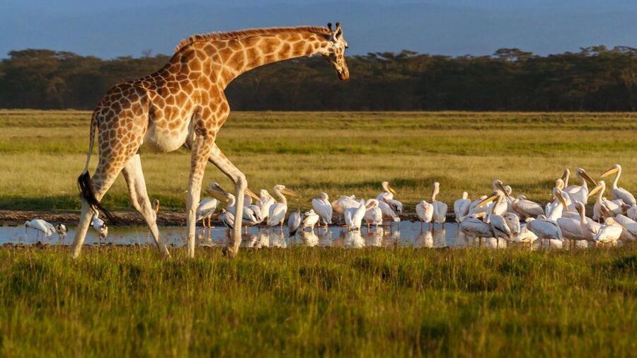 Day trip to Hells gate and Lake Naivasha - Walking through Hell’s Gate and Hell’s Kitchen