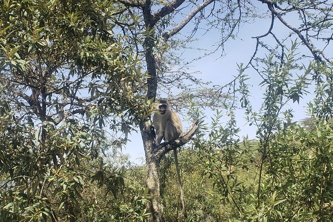 Day trip to Hells Gate National Park with boat ride on Lake Naivasha - Lunch and the Move to Lake Naivasha