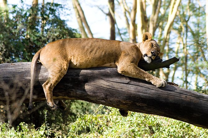 Day trip to lake Nakuru national park - The 6:00 am pickup from Nairobi