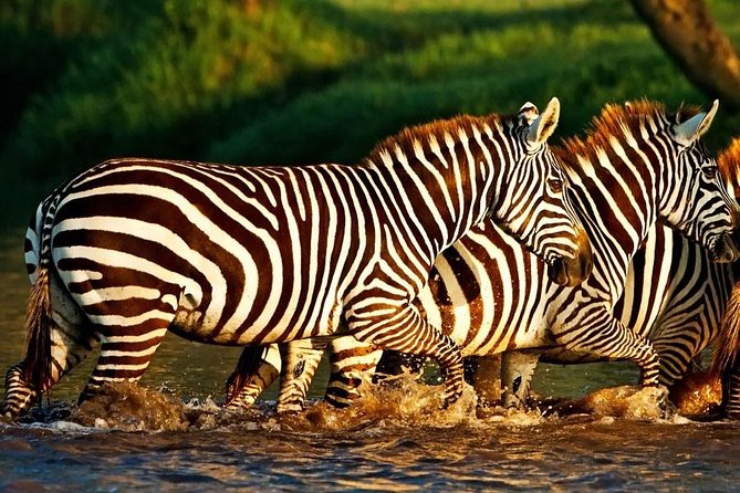 Day trip to lake Nakuru national park - Four hours inside Lake Nakuru National Park