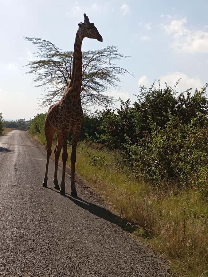 Day Trip to Lake Nakuru National Park from Nairobi - Key points to know before booking