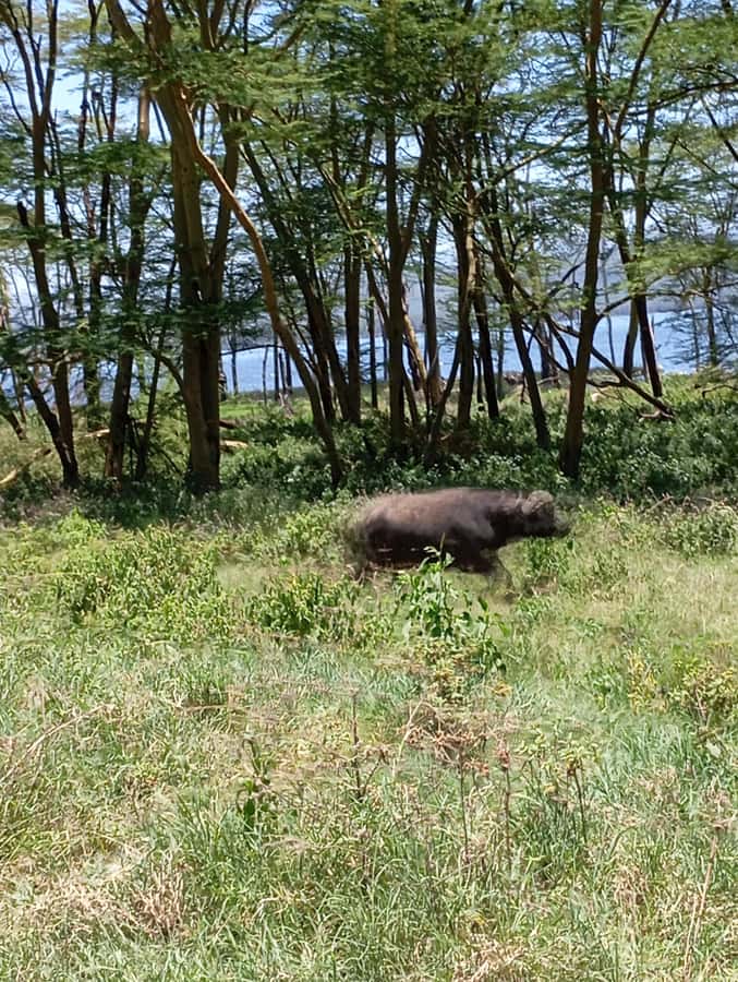 Day Trip to Lake Nakuru National Park from Nairobi - A picnic lunch inside the park