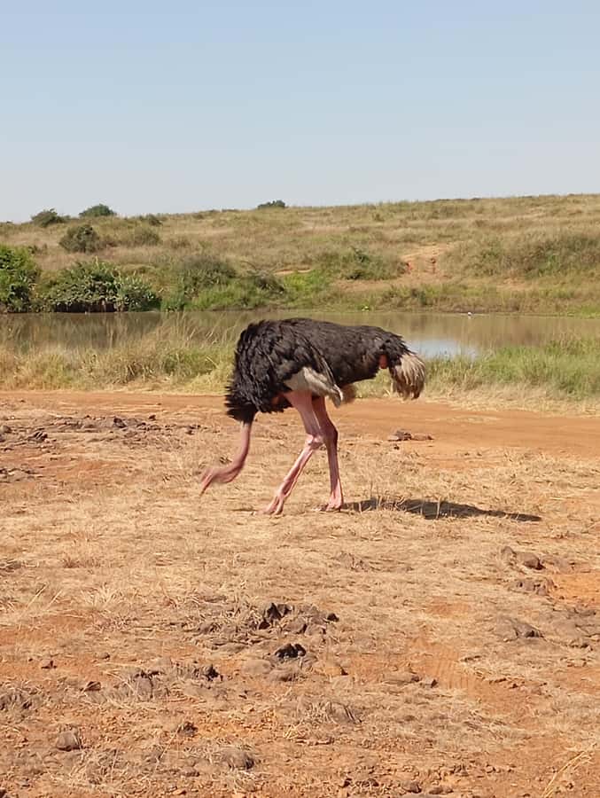 Day Trip to Lake Nakuru National Park from Nairobi - What to bring and how to prepare