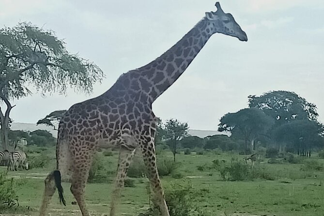Day Trip to Mount Longonot National Park and Lake Naivasha - The drive from Nairobi to Mount Longonot