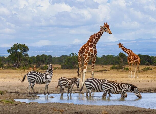 Day trip to Ol Pejeta conservancy from Nairobi - Key points before you book