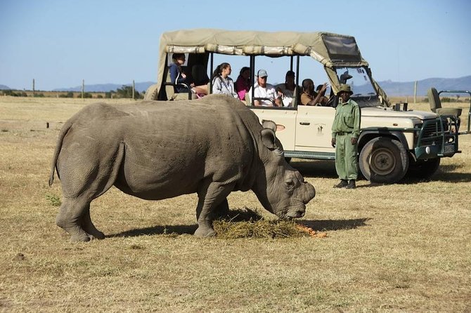 Day trip to Ol Pejeta conservancy from Nairobi - Why Ol Pejeta is worth the long ride