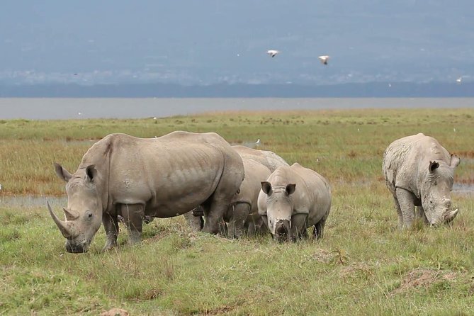 Day trip to Ol Pejeta conservancy from Nairobi - Morning game drive on Ol Pejeta’s northern side