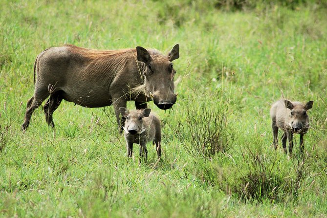 Day trip to Ol Pejeta conservancy from Nairobi - What the private format adds