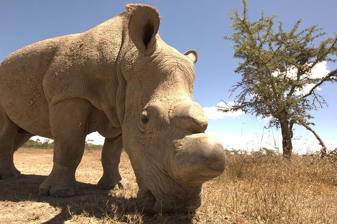 Day trip to Ol Pejeta conservancy from Nairobi - The real price and overall value