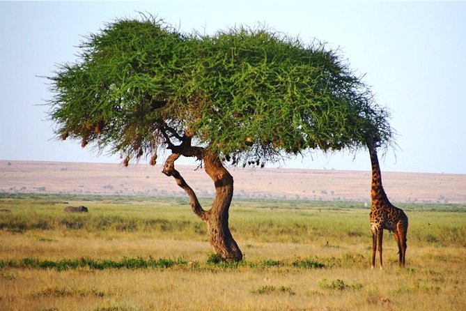 Day Trip - Tsavo East National Park ( Man Eater Lions of Tsavo & Other Big Five) - Entering Tsavo East’s Dry Open Country
