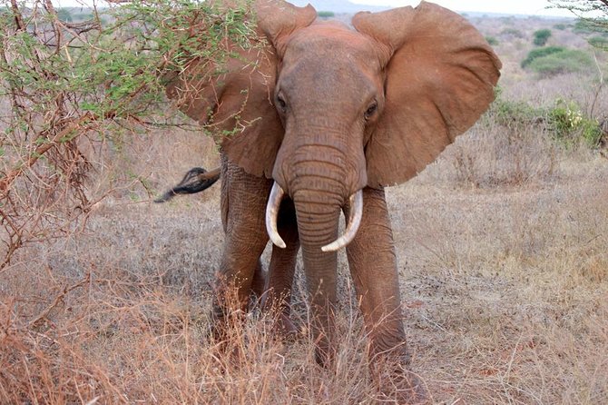 Day Trip - Tsavo East National Park ( Man Eater Lions of Tsavo & Other Big Five) - Lunch Requires Planning