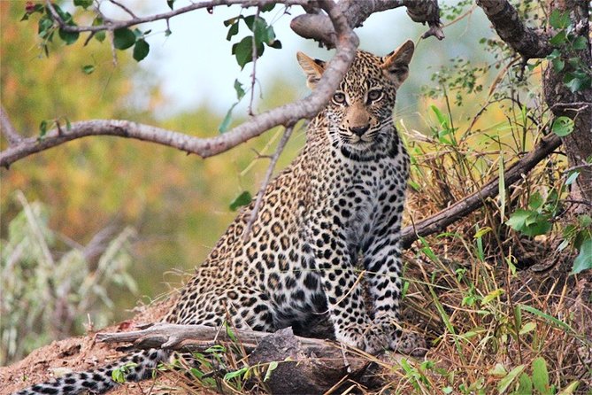Day Trip - Tsavo East National Park ( Man Eater Lions of Tsavo & Other Big Five) - The Real Cost of a One-Day Safari