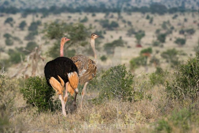 Day Trip - Tsavo East National Park ( Man Eater Lions of Tsavo & Other Big Five) - A Practical Plan for a Better Day