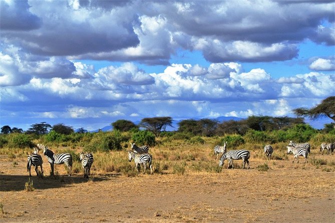 Day Trip - Tsavo East National Park ( Man Eater Lions of Tsavo & Other Big Five) - Seven Hours of Morning and Afternoon Game Drives
