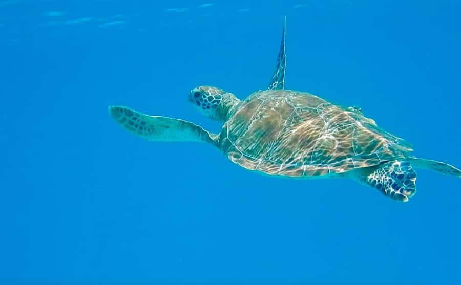Dhow Adventure to Wasini Island & Kisite Marine Park - Early pickup from Diani and the road to the coast