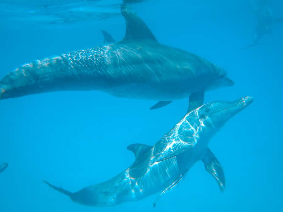 Dhow Adventure to Wasini Island & Kisite Marine Park - Breakfast on the dhow and the first hour at sea