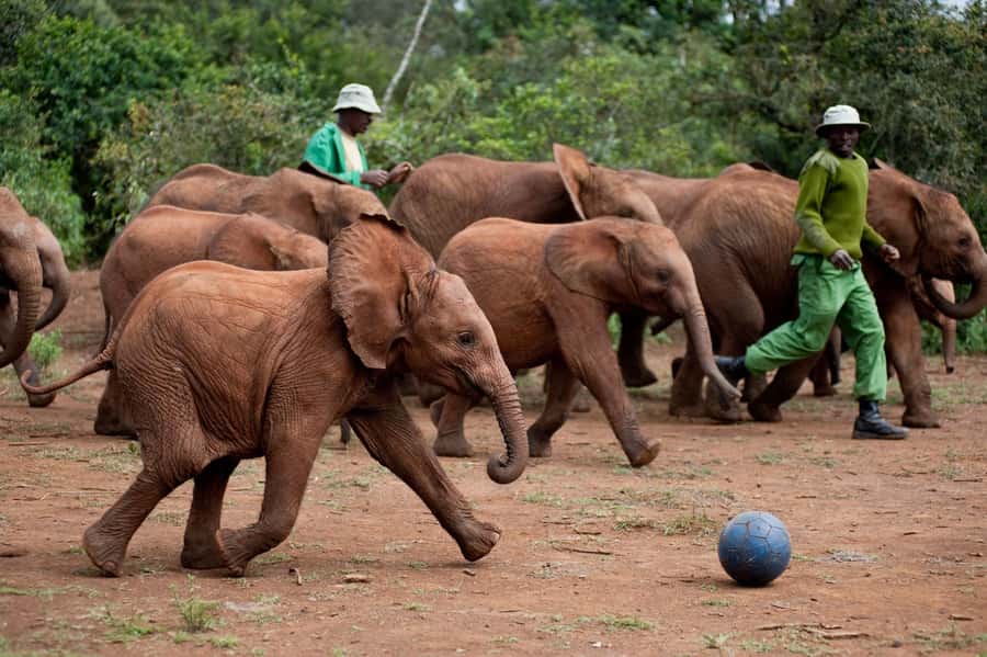 Diani Beach: 4-Day Safari Ngutuni, Amboseli, Ziwani Tour - Five reasons this safari earns a place on your Kenya plans