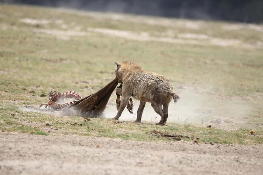 Diani Beach: 4-Day Safari Ngutuni, Amboseli, Ziwani Tour - Why this four-day route works from Diani Beach