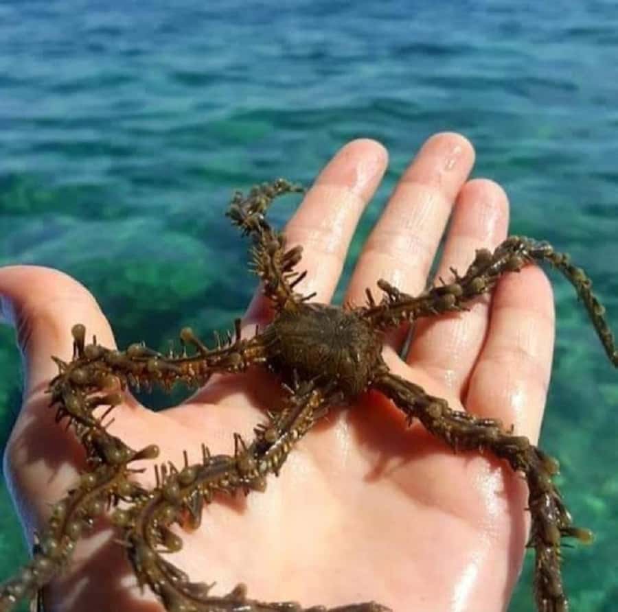 Diani Beach: Glass Boat Cruise to Robinson Island - What the $42 price includes at Diani Beach