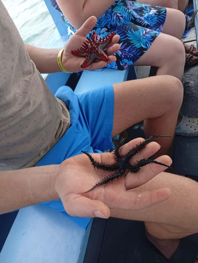 Diani Beach: Glass-Bottom Boat Cruise to Robinson Island - Key points to know before booking