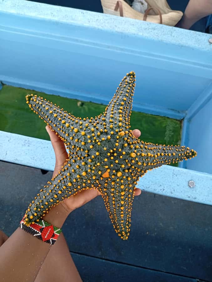 Diani Beach: Glass-Bottom Boat Cruise to Robinson Island - Is $35 good value?