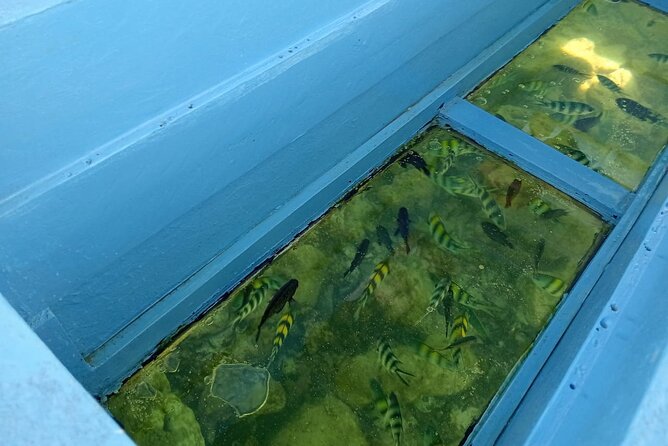 Diani Beach: Glass-bottom Boat Ride with Underwater Show - Local conversation and conservation