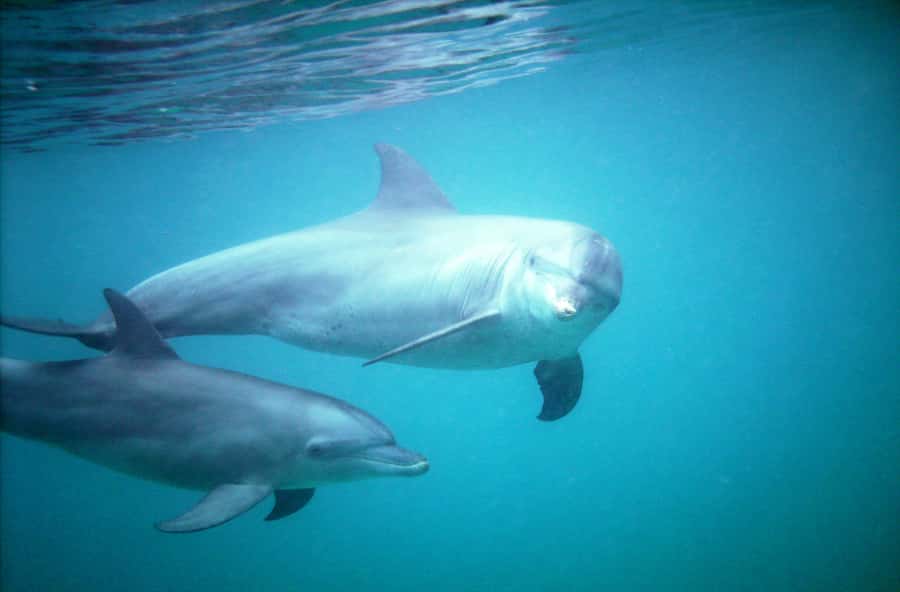 Diani Beach: Kisite Marine Park Dhow & Snorkeling with Lunch - From Diani Beach to Shimoni by road