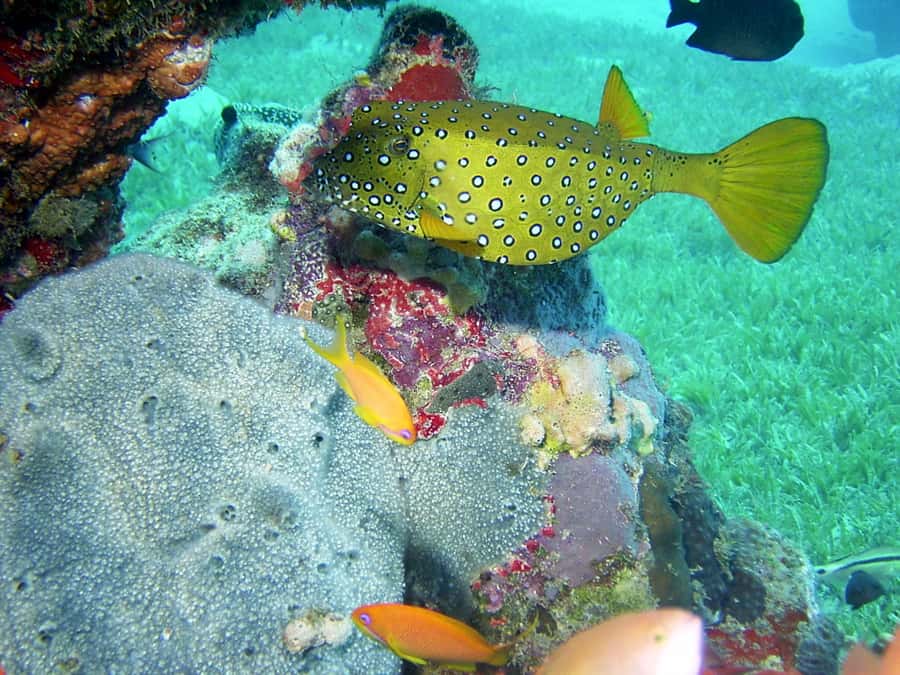 Diani Beach: Kisite Marine Park Dhow & Snorkeling with Lunch - The water transfer to Wasini Island