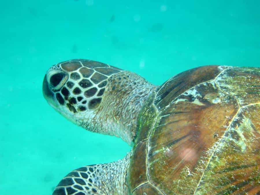Diani Beach: Kisite Marine Park Dhow & Snorkeling with Lunch - How the $135 price holds up