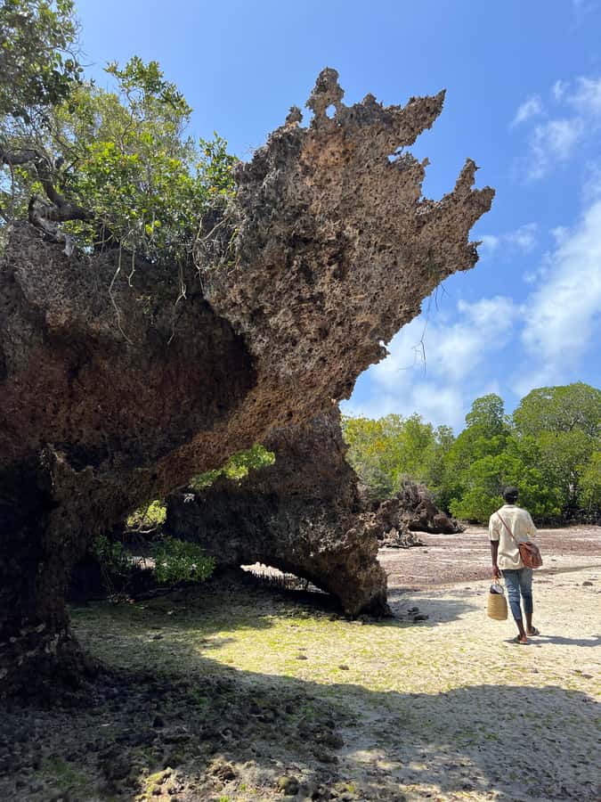 Diani Beach: Private African Pool Map Guided Tour - Swimming in the Map-Shaped Natural Pool